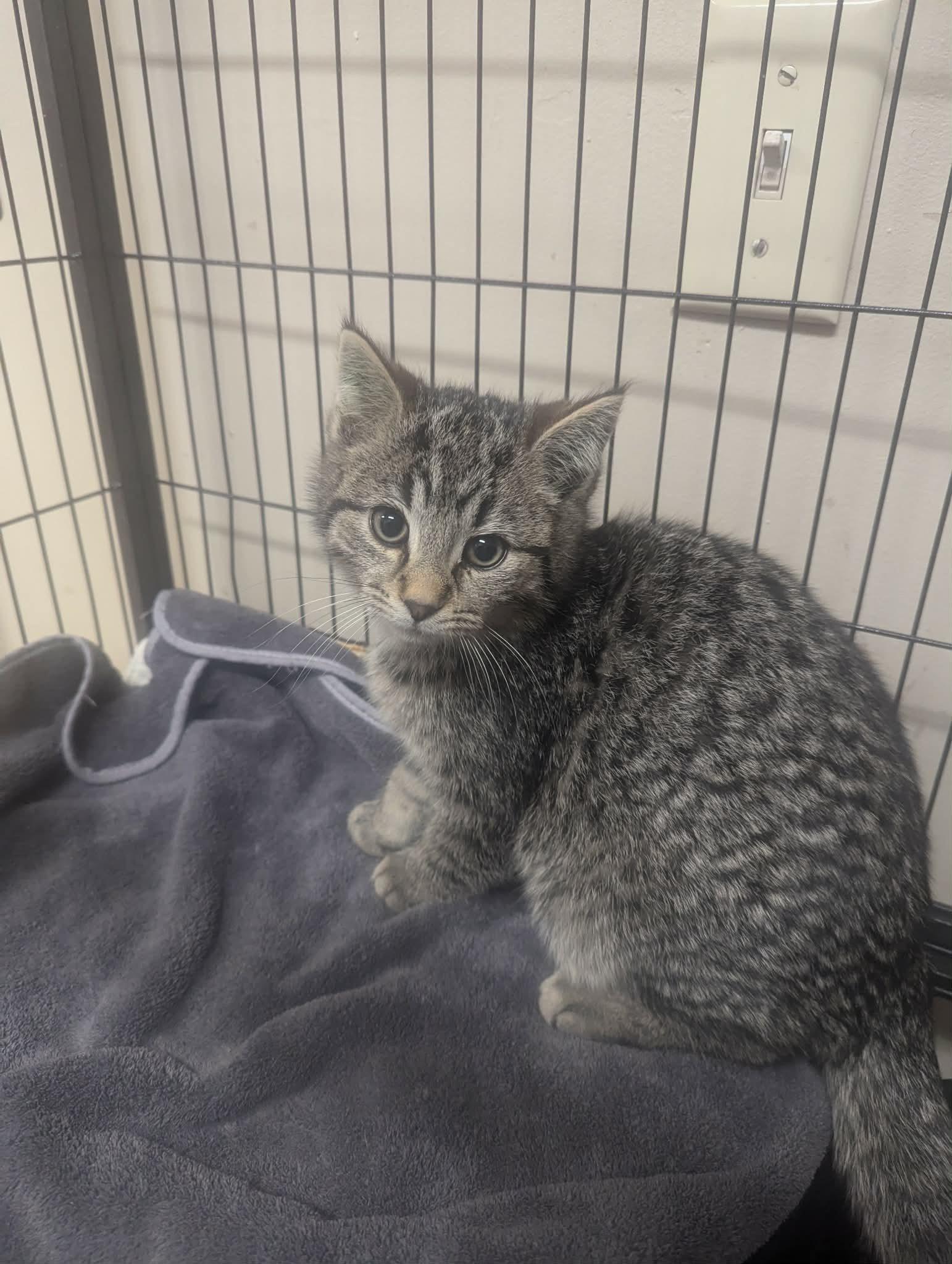 Kane, adopted, Kitten Male Domestic Short Hair.