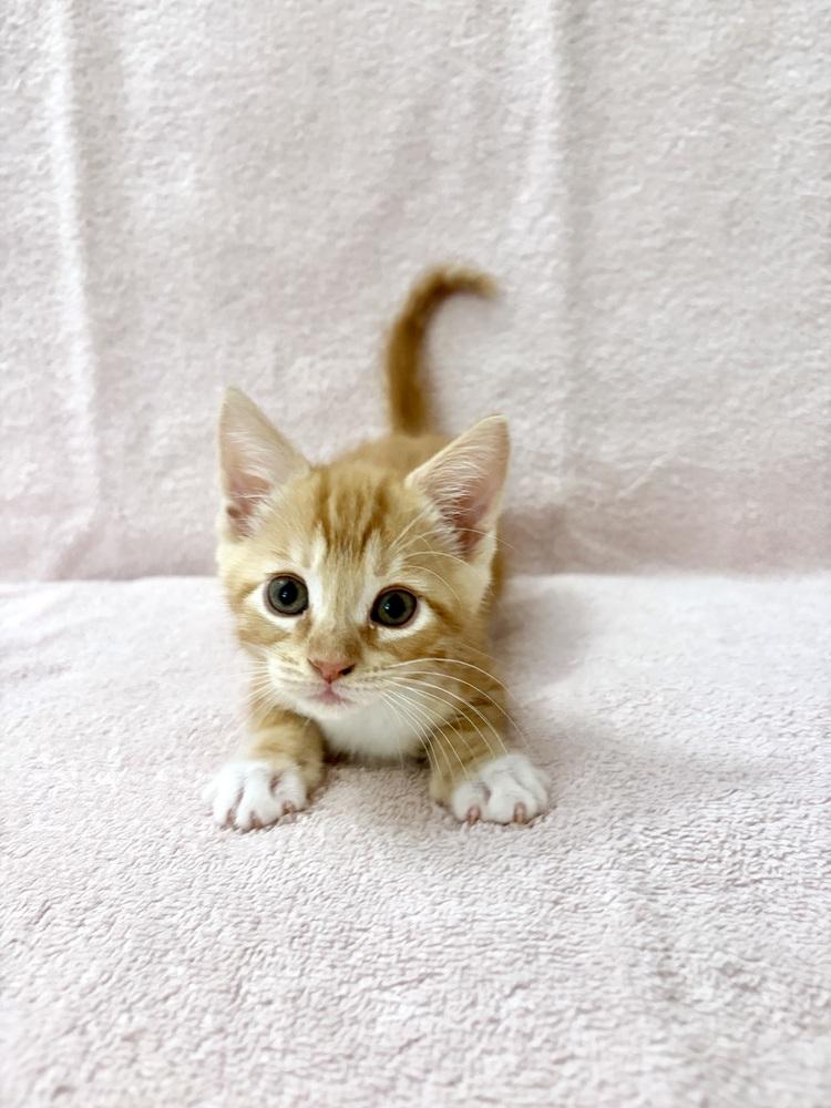 Enlarge Mikan., a Adoptable Domestic Short Hair in Pacifica, CA image 1/6