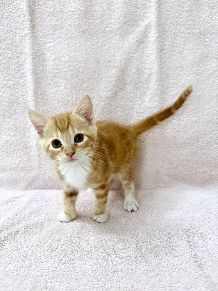 Enlarge Mikan., a Adoptable Domestic Short Hair in Pacifica, CA image 2/6