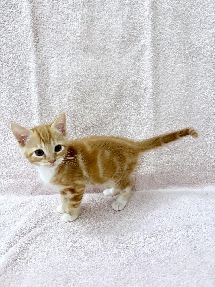Enlarge Mikan., a Adoptable Domestic Short Hair in Pacifica, CA image 3/6