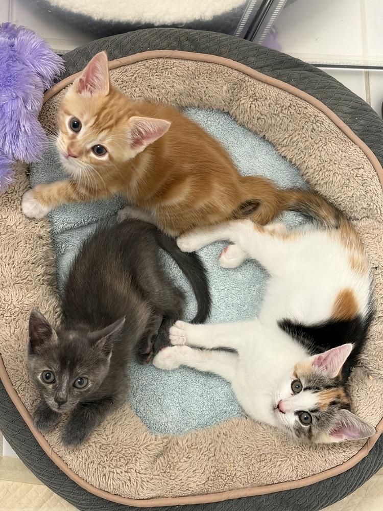 Enlarge Mikan., a Adoptable Domestic Short Hair in Pacifica, CA image 4/6