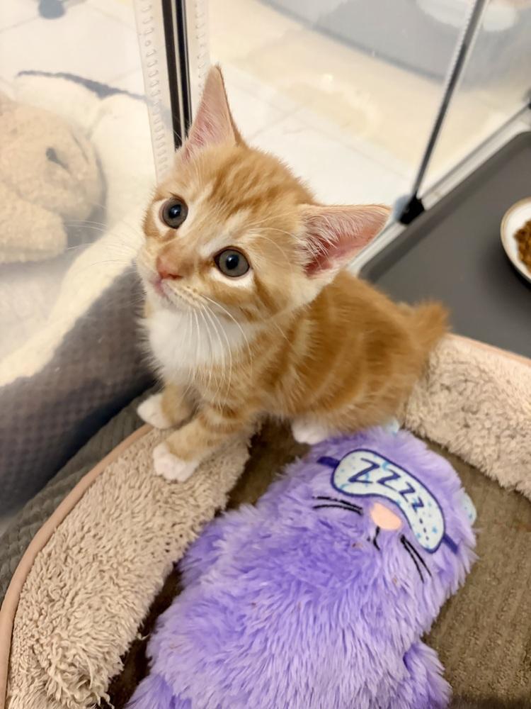 Enlarge Mikan., a Adoptable Domestic Short Hair in Pacifica, CA image 5/6