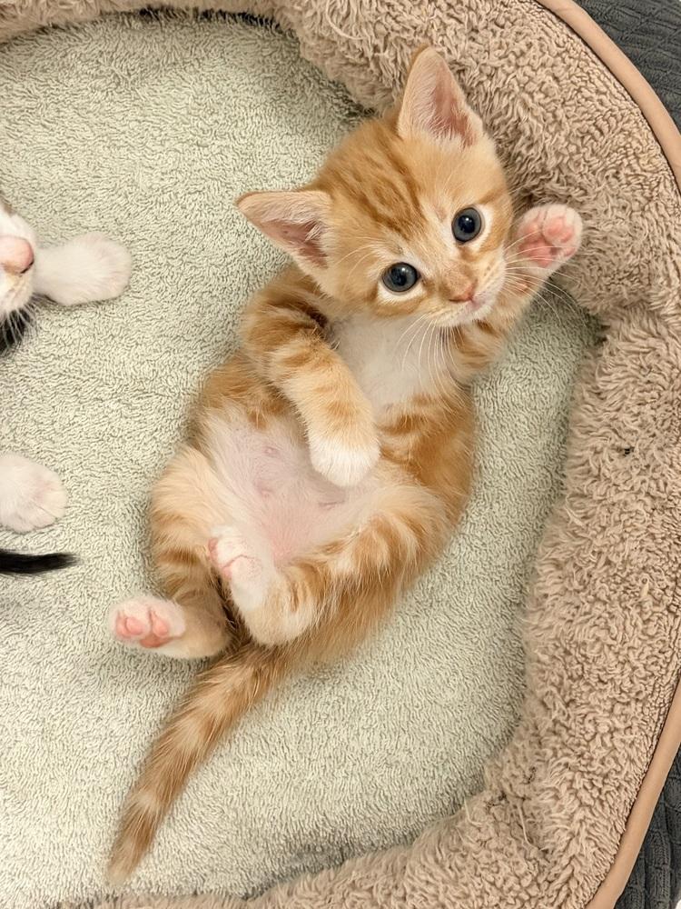 Enlarge Mikan., a Adoptable Domestic Short Hair in Pacifica, CA image 6/6