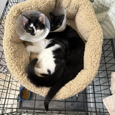 Enlarge Tito (and Ella), a Adoptable Domestic Short Hair in Lynchburg, VA image 3/4