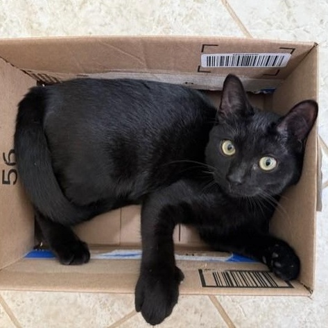 Enlarge Tito (and Ella), a Adoptable Domestic Short Hair in Lynchburg, VA image 4/4