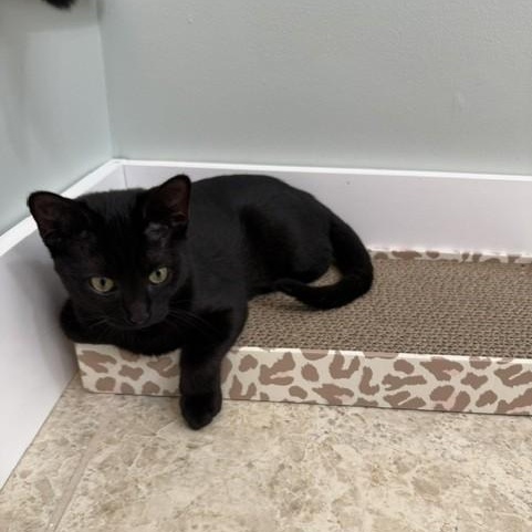Tito (and Ella), Adoptable, Kitten Female Domestic Short Hair.