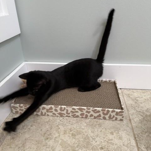 Enlarge Tito (and Ella), a Adoptable Domestic Short Hair in Lynchburg, VA image 2/4