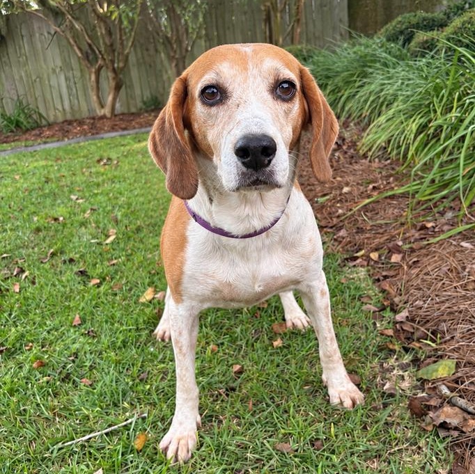 Enlarge Copper, a Adoptable mixed breed in Valdosta, GA image 1/3