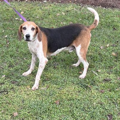 Enlarge Copper, a Adoptable mixed breed in Valdosta, GA image 2/3