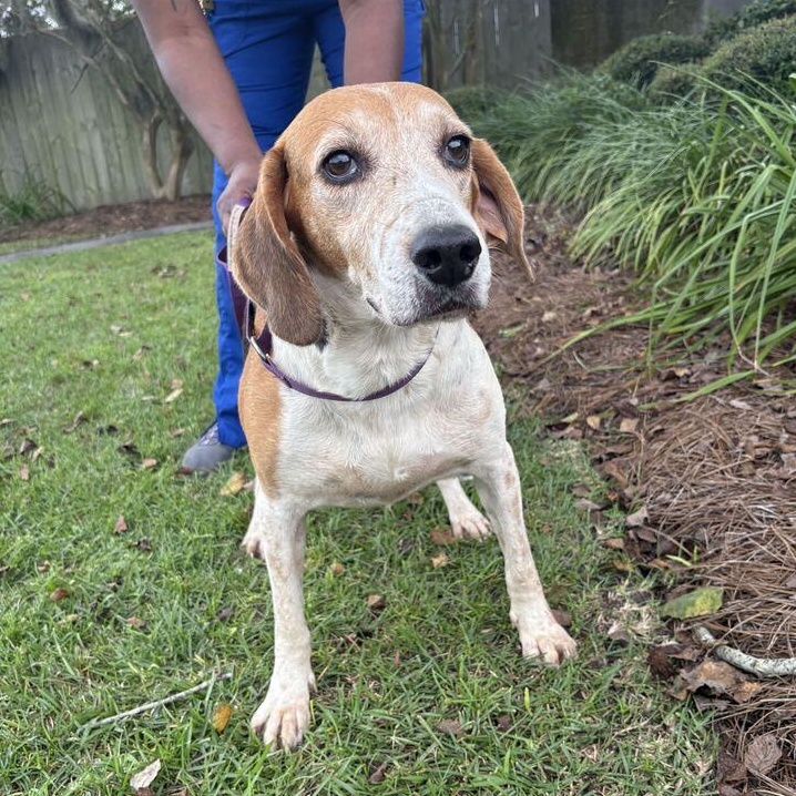 Enlarge Copper, a Adoptable mixed breed in Valdosta, GA image 3/3