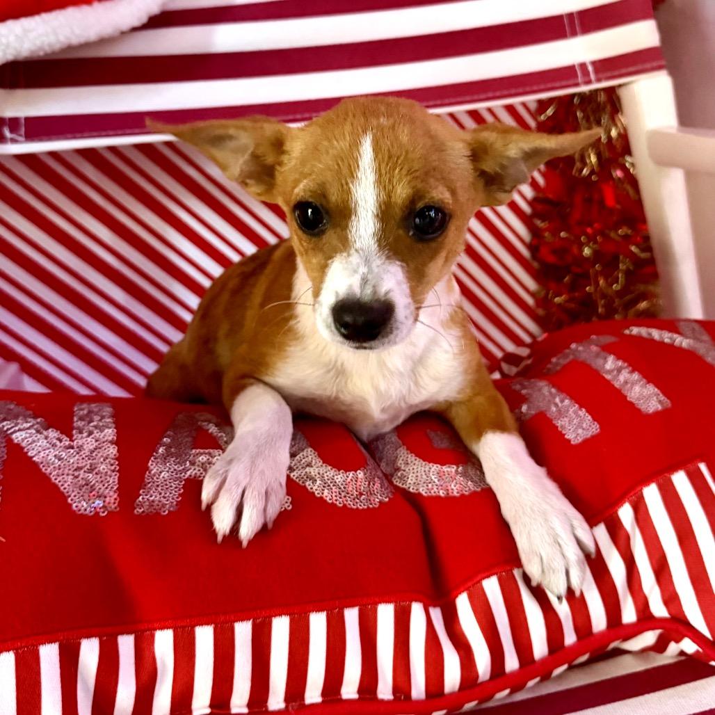 Enlarge Rudolph, a Adoptable mixed breed in North Port, FL image 1/3