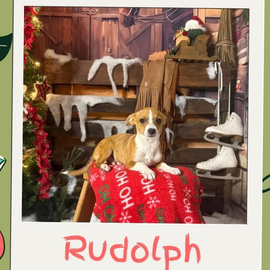Enlarge Rudolph, a Adoptable mixed breed in North Port, FL image 2/3