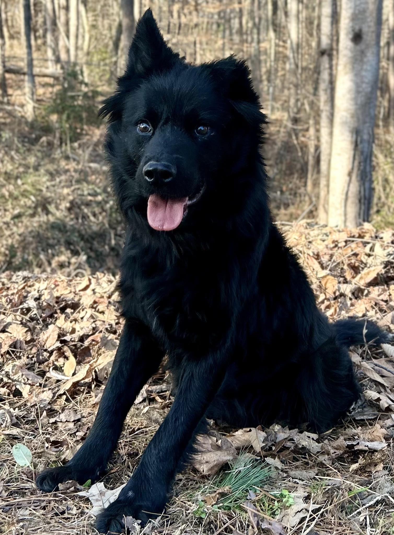 Enlarge Brody, a ADOPTABLE mixed breed in Cedarburg, WI image 1/1