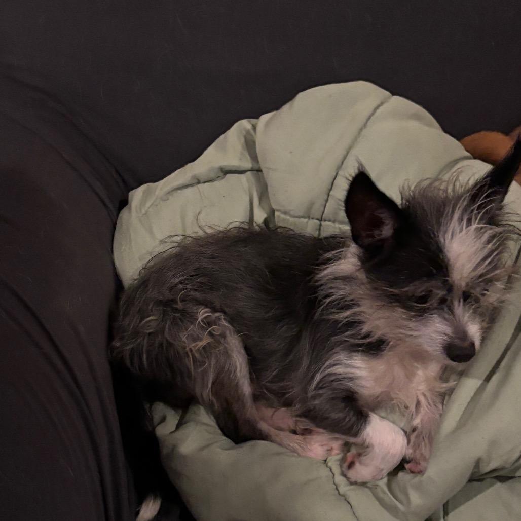 Enlarge Scooter, a Adoptable Fox Terrier in Tunkhannock, PA image 2/4