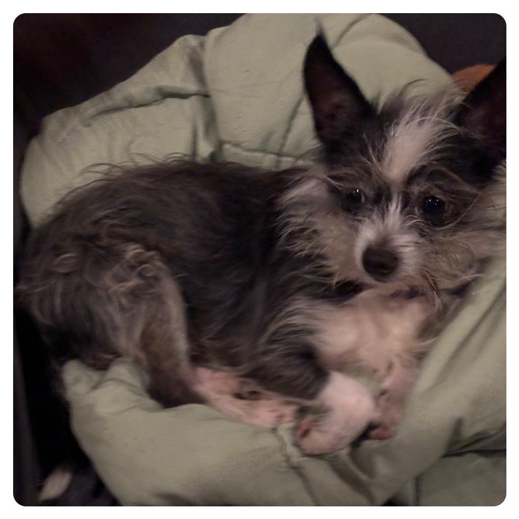 Enlarge Scooter, a Adoptable Fox Terrier in Tunkhannock, PA image 3/4
