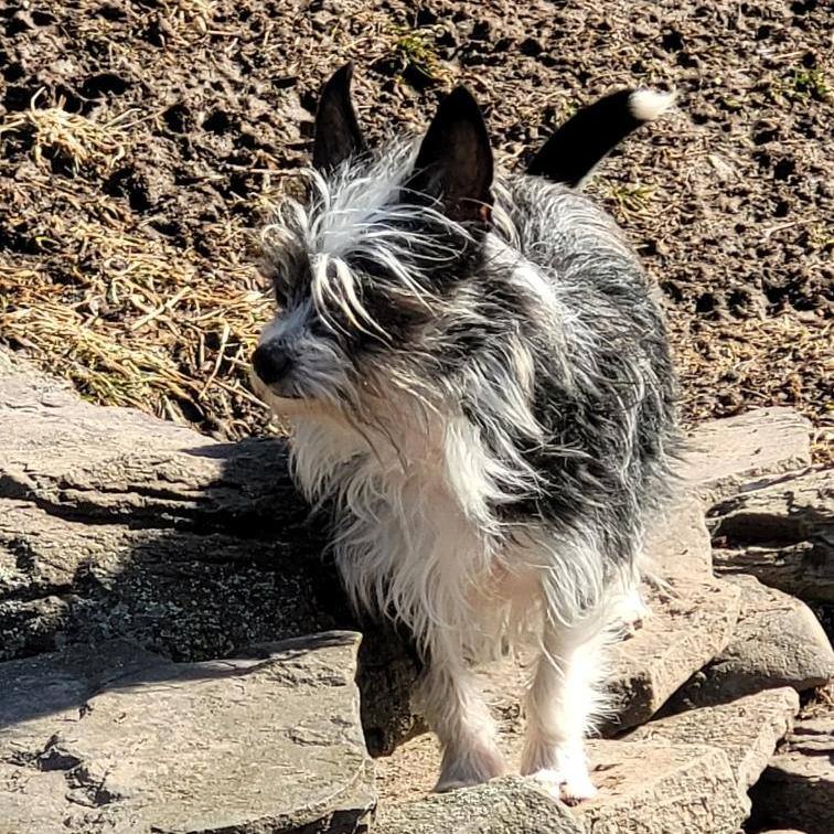 Scooter, Adoptable, Adult Male Fox Terrier.