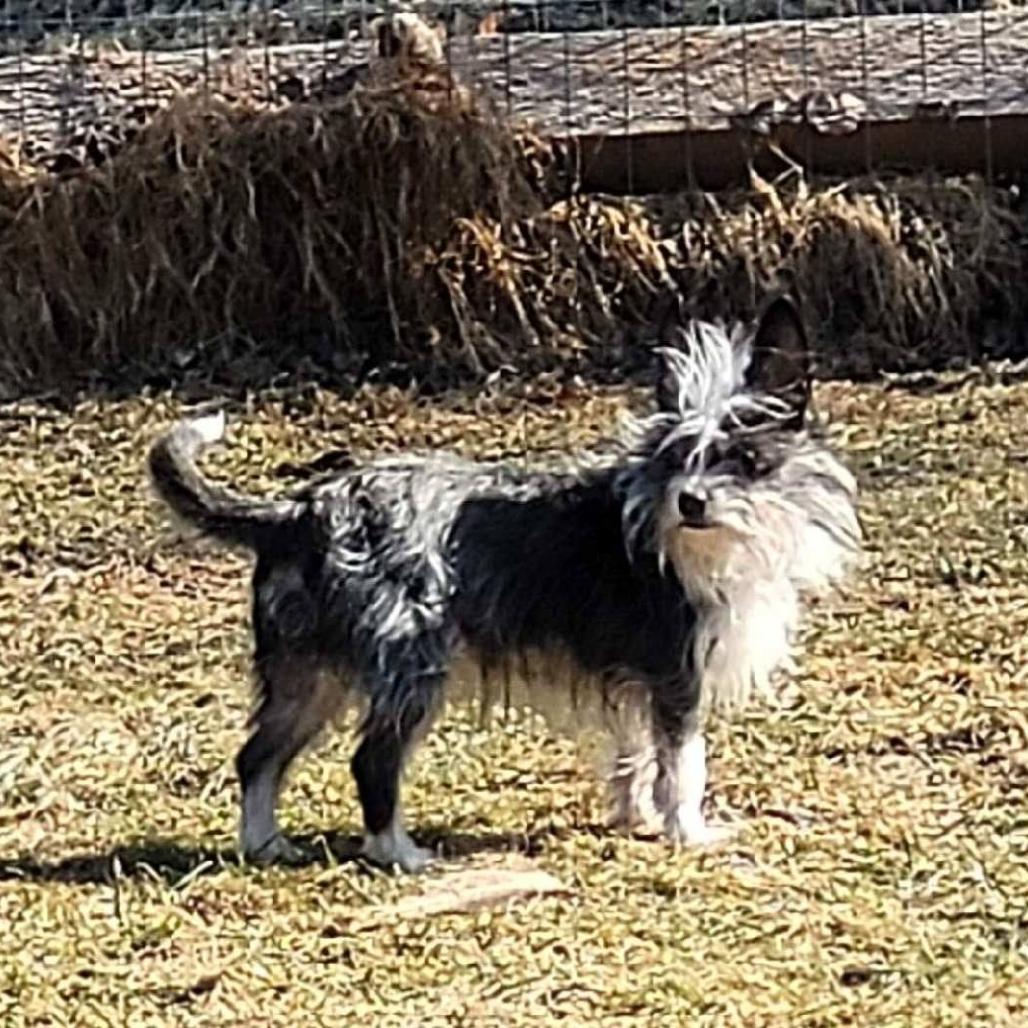 Enlarge Scooter, a Adoptable Fox Terrier in Tunkhannock, PA image 4/4