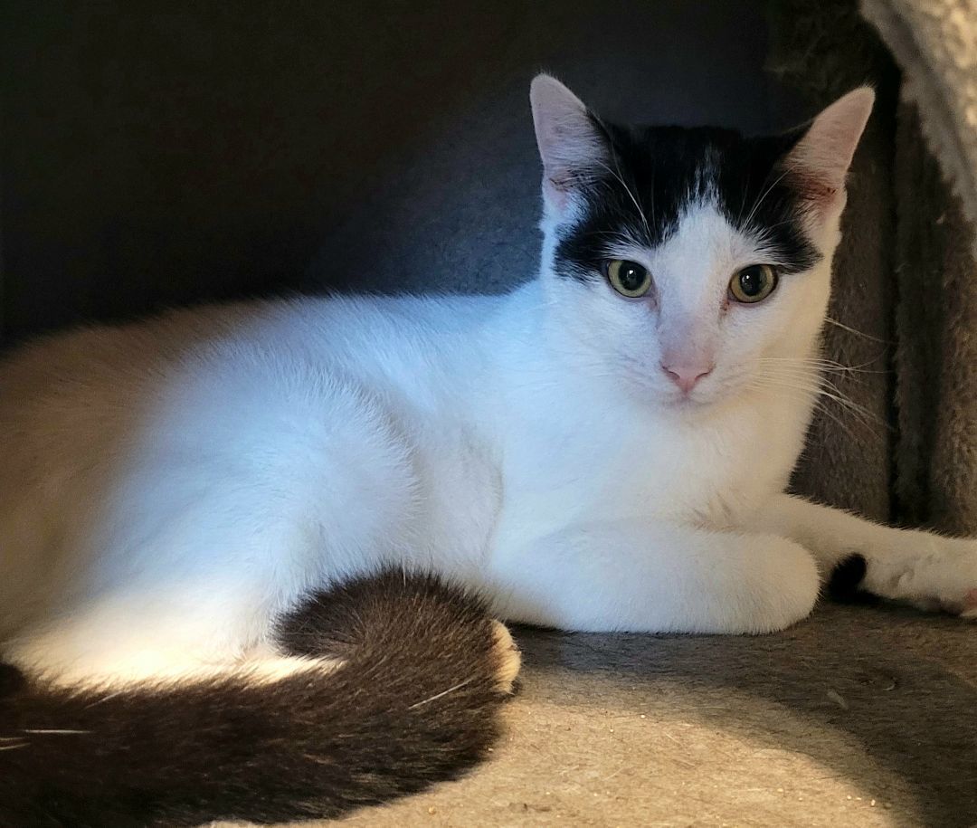 Enlarge Ping, an adoption pending Turkish Van in Tampa, FL image 1/1