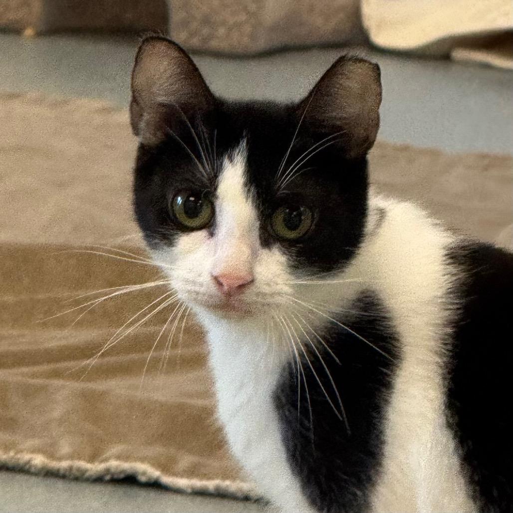 Sparks, Adoptable, Adult Female Domestic Short Hair.