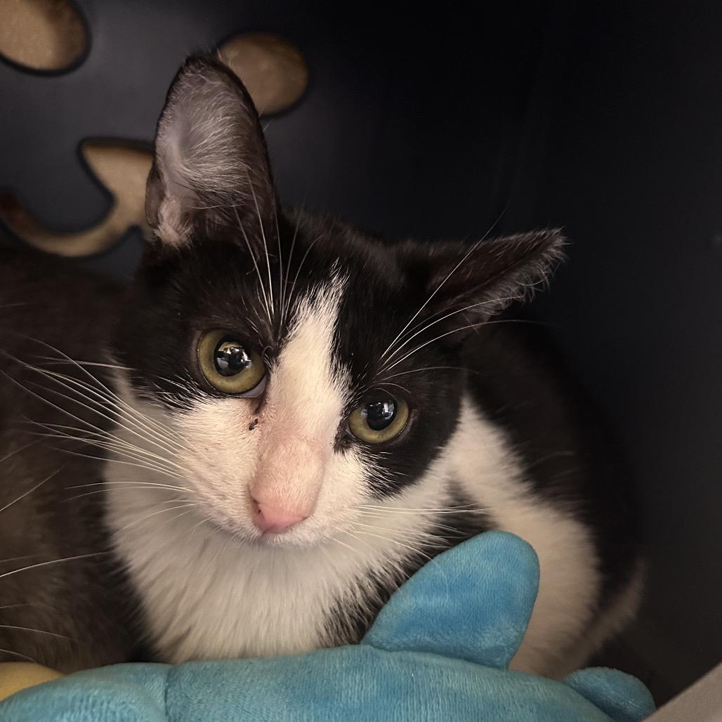 Sparks, a Adoptable Domestic Short Hair in West Palm Beach, FL image 2/2