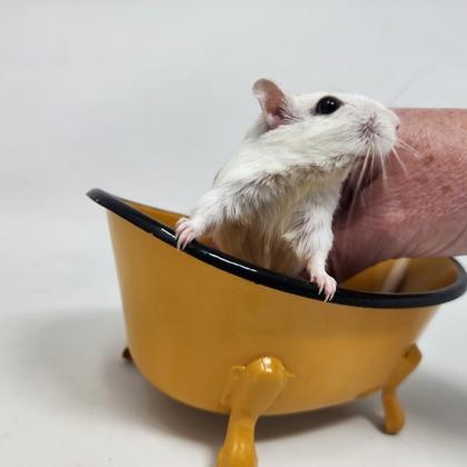Venice, a Adoptable Gerbil in Largo, FL image 1/2