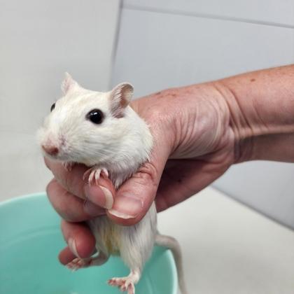 Enlarge Venice, a Adoptable Gerbil in Largo, FL image 2/2