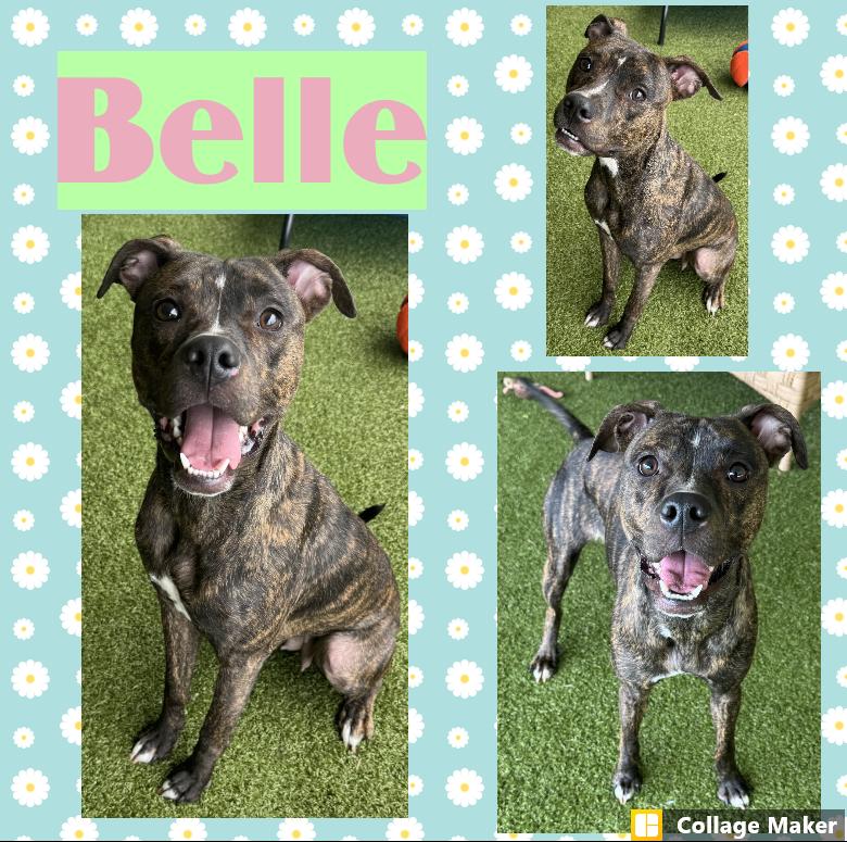 Belle, ADOPTABLE, Adult Female Terrier.
