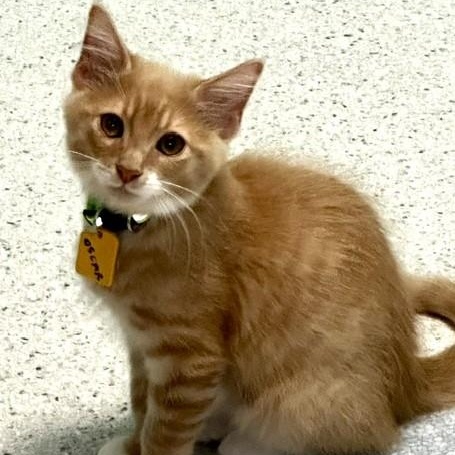 Enlarge Oscar - Super Cute, a ADOPTABLE mixed breed in Hoquiam, WA image 5/5