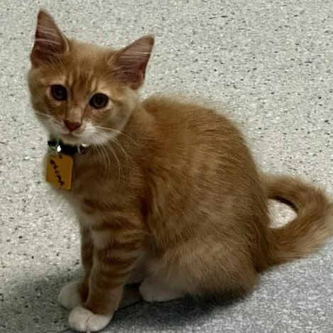 Enlarge Oscar - Super Cute, a ADOPTABLE mixed breed in Hoquiam, WA image 2/5