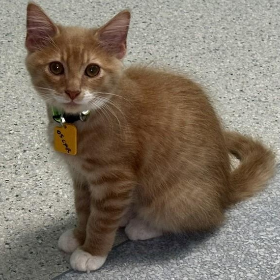 Enlarge Oscar - Super Cute, a ADOPTABLE mixed breed in Hoquiam, WA image 3/5