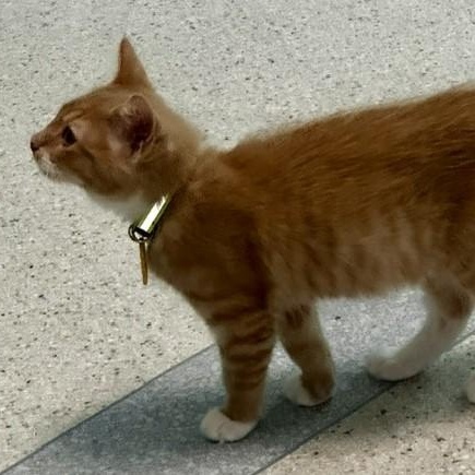 Enlarge Oscar - Super Cute, a ADOPTABLE mixed breed in Hoquiam, WA image 4/5