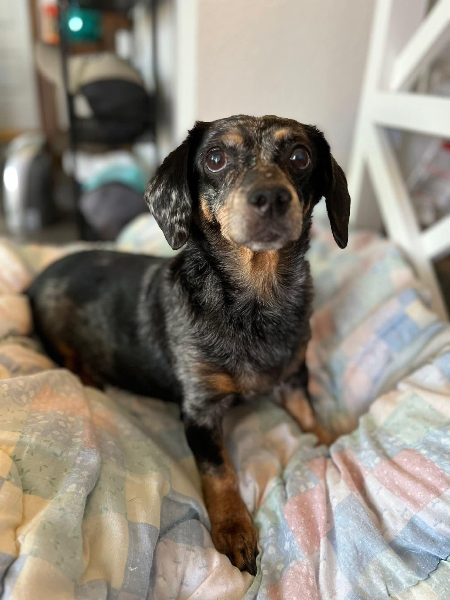 Sadie, an adopted Dachshund in Fort Walton Beach, FL image 1/4
