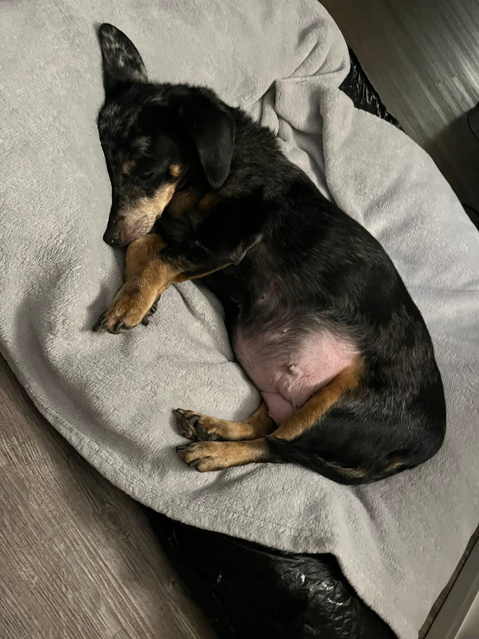 Sadie, an adopted Dachshund in Fort Walton Beach, FL image 2/4