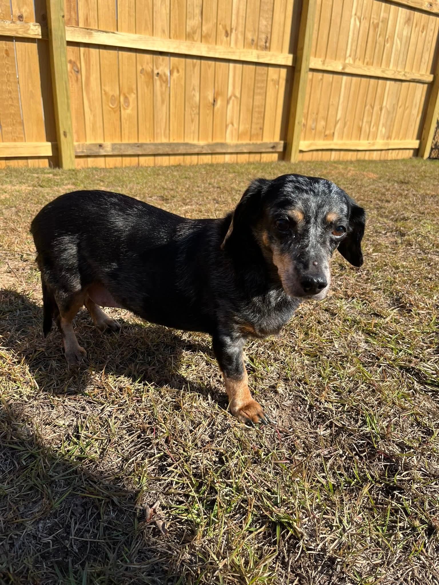 Sadie, an adopted Dachshund in Fort Walton Beach, FL image 3/4