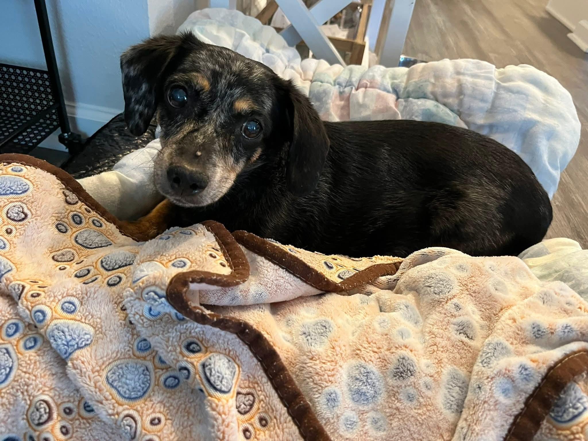 Sadie, an adopted Dachshund in Fort Walton Beach, FL image 4/4