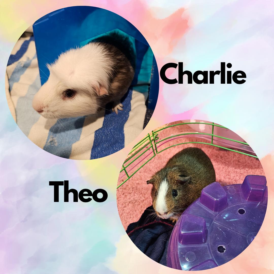 Charlie & Theo, Adopted, Adult Male Guinea Pig.