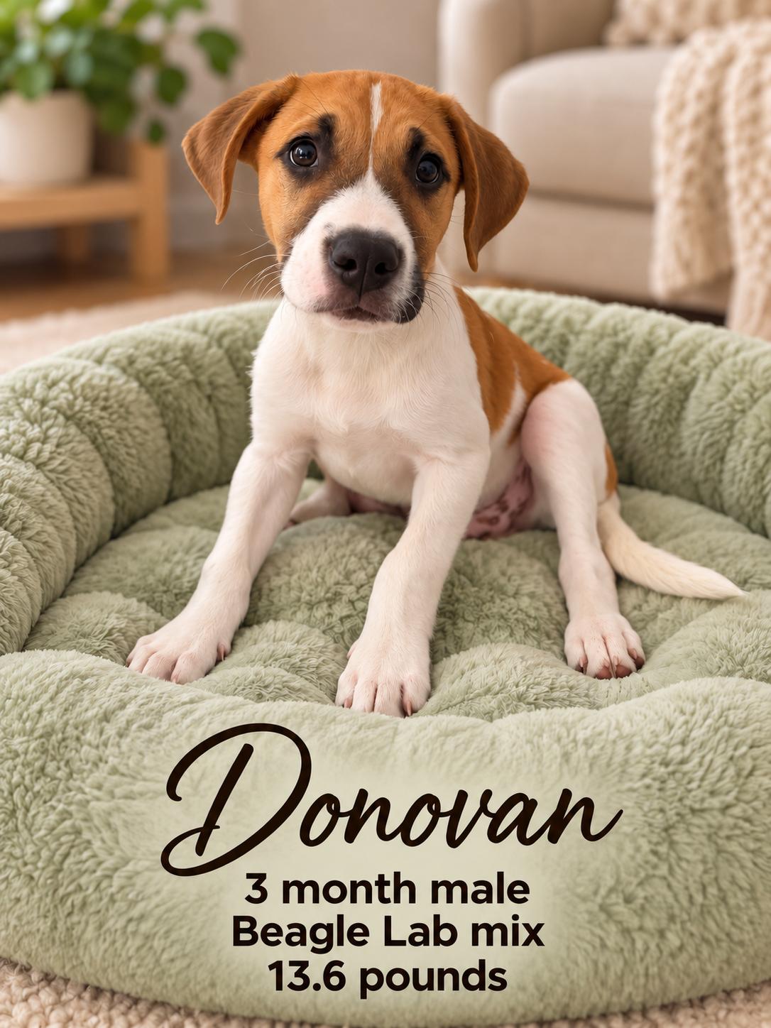 Enlarge DONOVAN - 3 MONTH MALE BEAGLE/LABRADOR MIX - PETCO, 5011 E. RAY ROAD, PHX 85044 ON SATURDAY, 10/17, a Adopted mixed breed in Mesa, AZ image 1/2