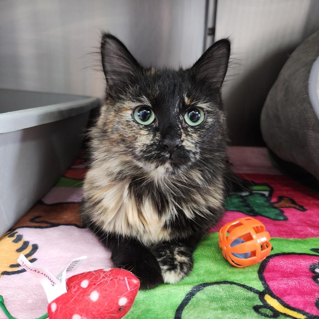 Sproutlet, Adoptable, Adult Female Domestic Short Hair.