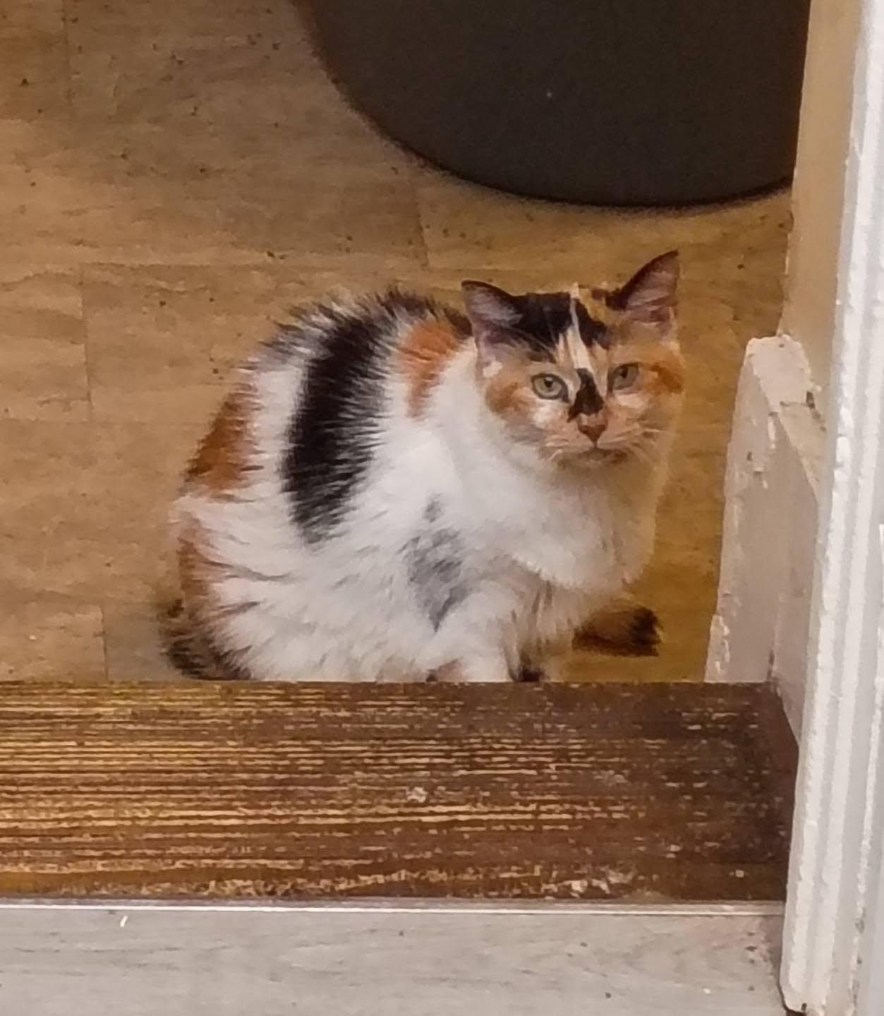Enlarge Dora - sassy & loving, a ADOPTABLE Domestic Short Hair in Hendersonville, TN image 2/2