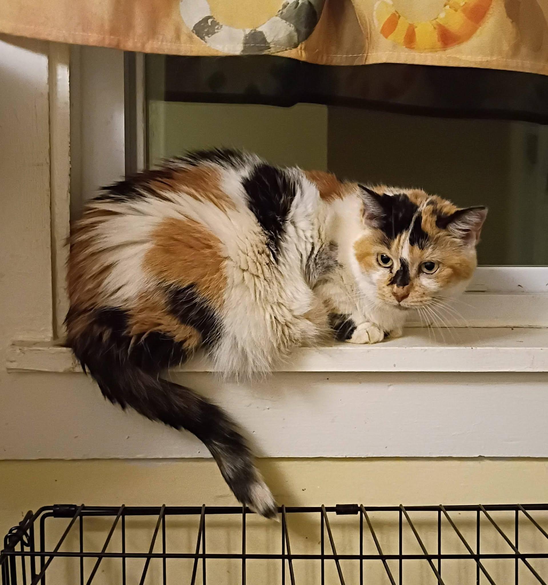 Dora - sassy & loving, ADOPTABLE, Senior Female Domestic Short Hair.