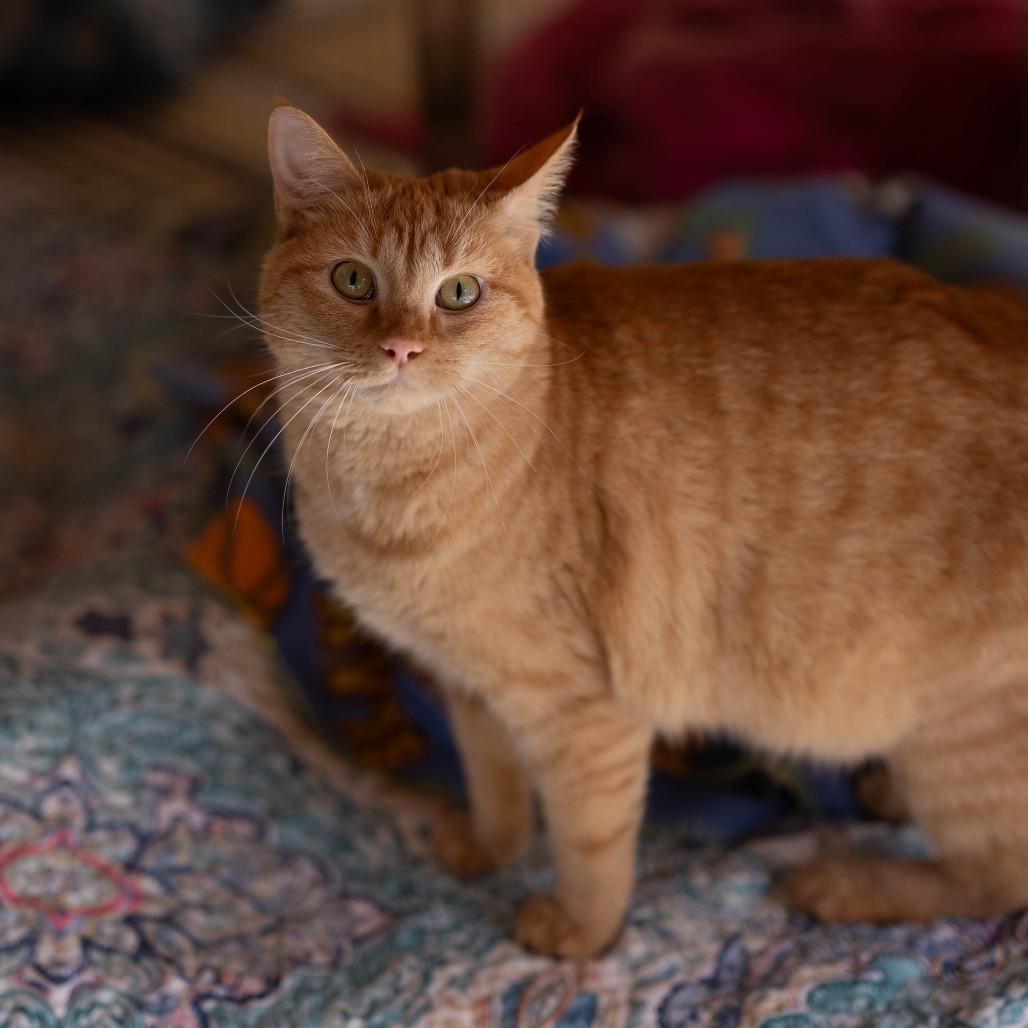 Lenorah, Adoptable, Young Female Domestic Short Hair.