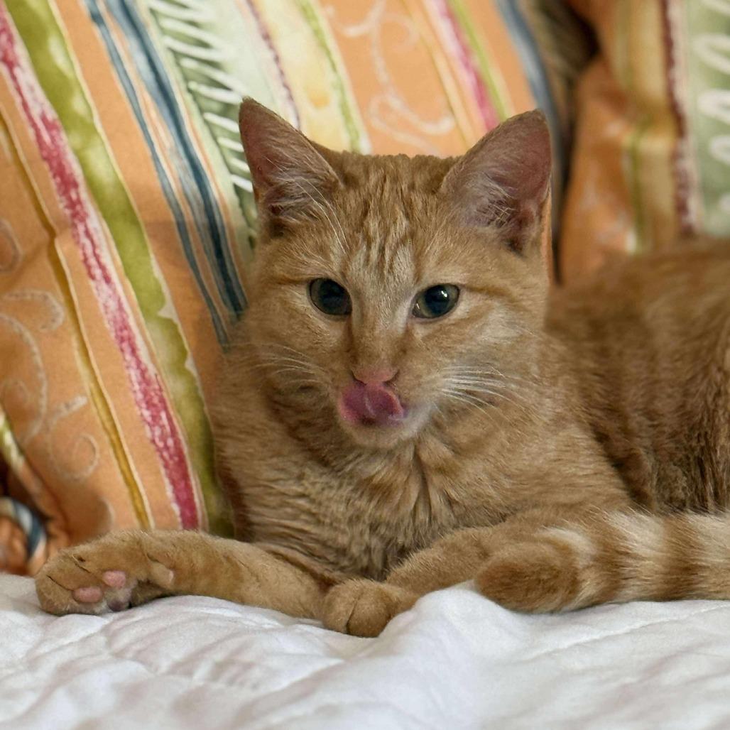 Enlarge Lenorah, a Adoptable Domestic Short Hair in Talbott, TN image 2/5