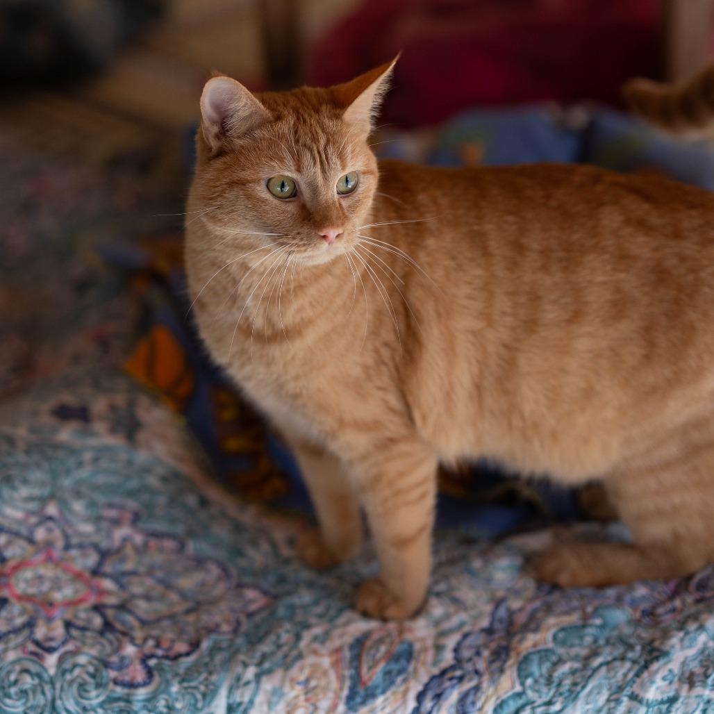 Enlarge Lenorah, a Adoptable Domestic Short Hair in Talbott, TN image 4/5