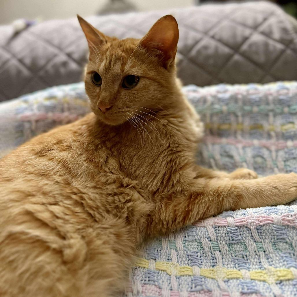 Enlarge Lenorah, a Adoptable Domestic Short Hair in Talbott, TN image 5/5
