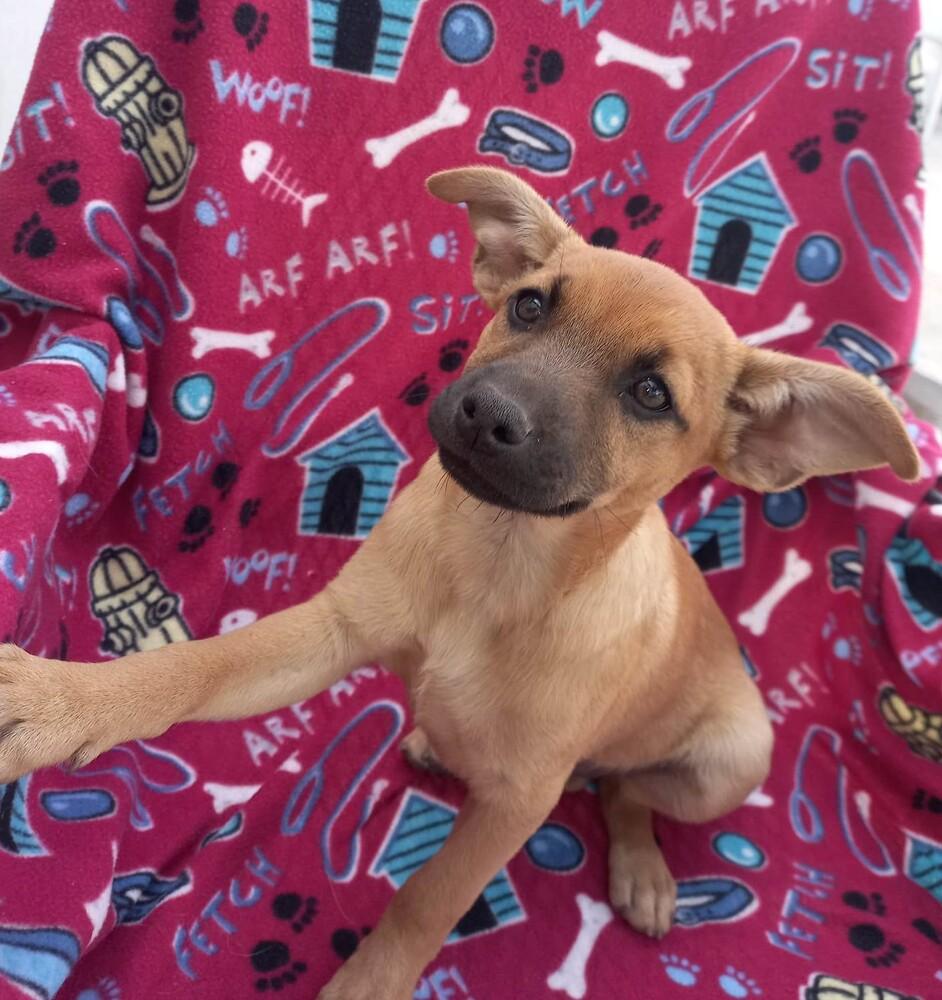 Roo, a Adopted mixed breed in Playa Encantada, BCN image 1/6