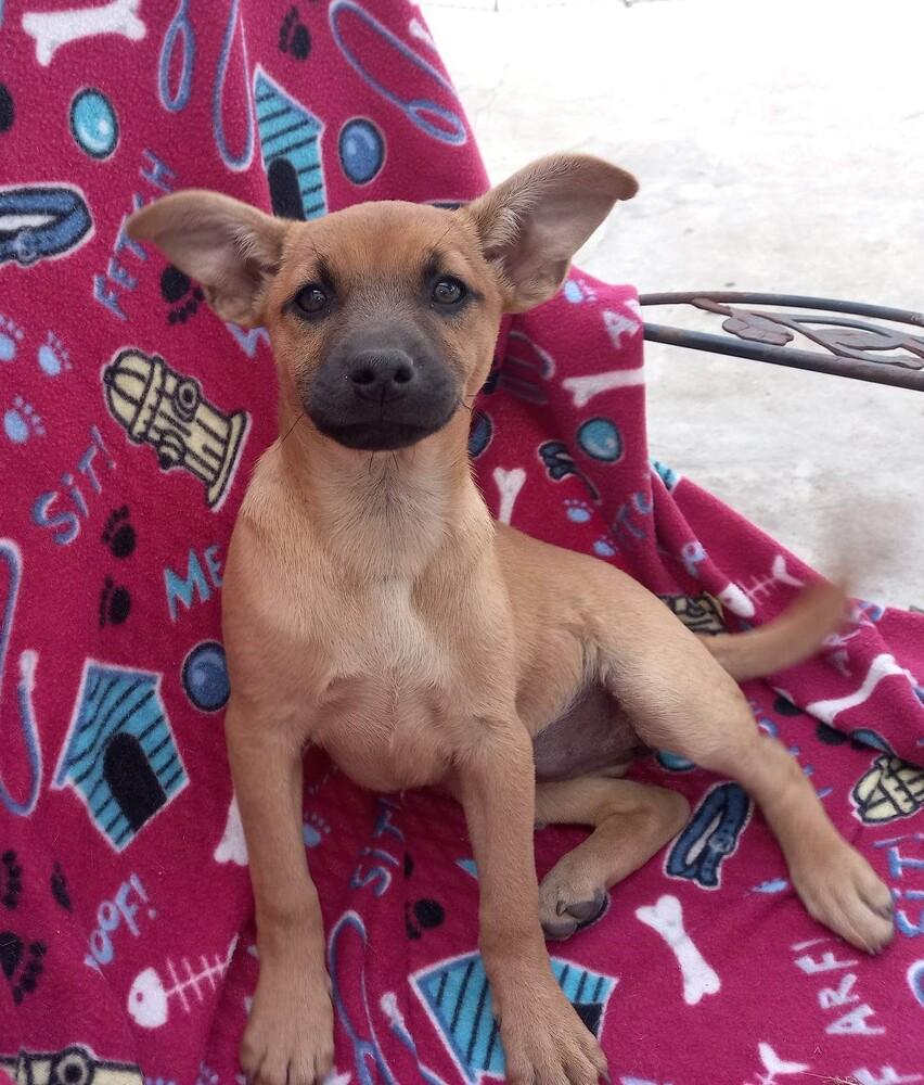 Roo, a Adopted mixed breed in Playa Encantada, BCN image 3/6