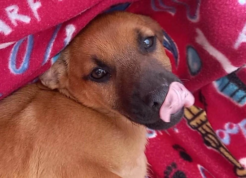 Roo, a Adopted mixed breed in Playa Encantada, BCN image 6/6