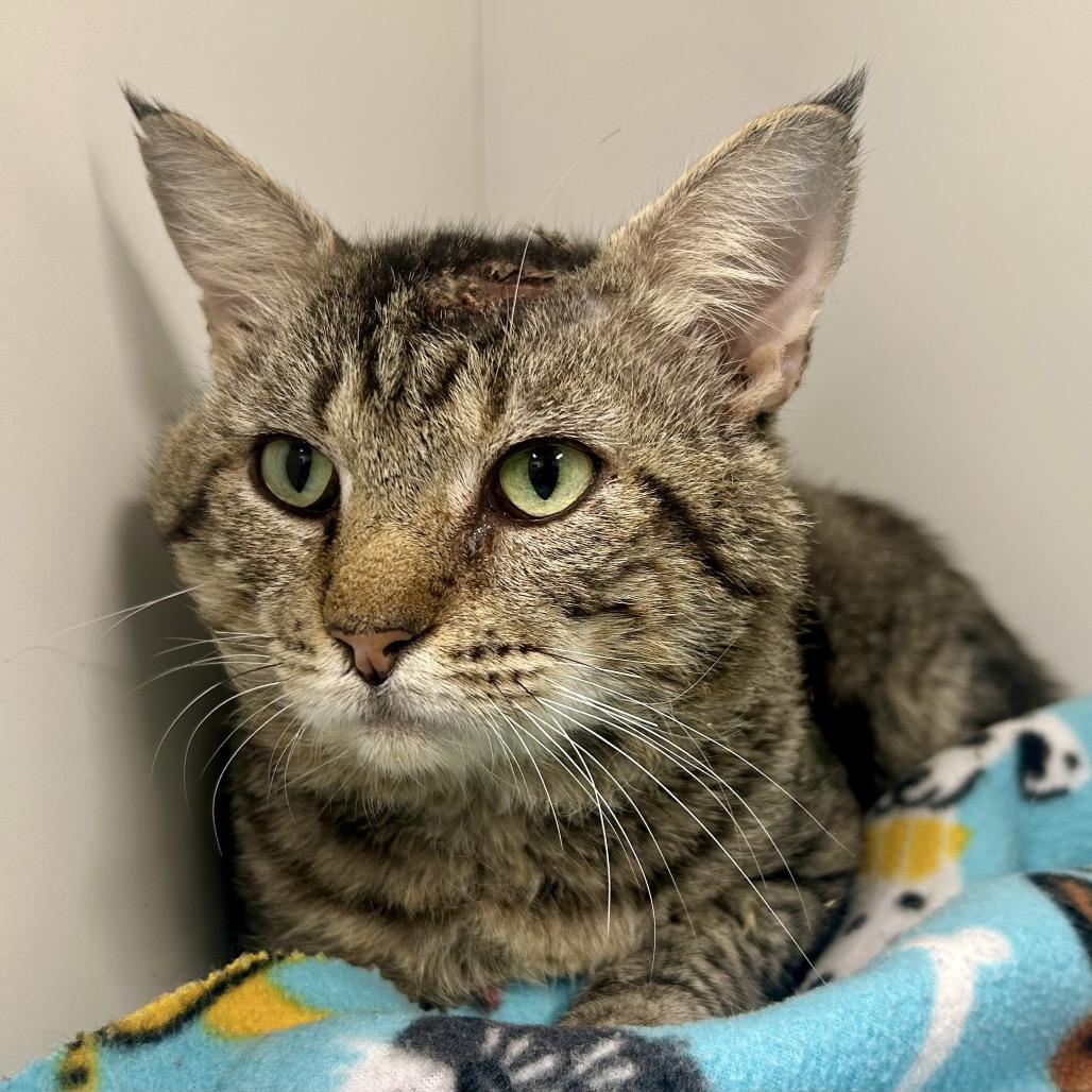 Chuck, Adoptable, Adult Male Domestic Short Hair.