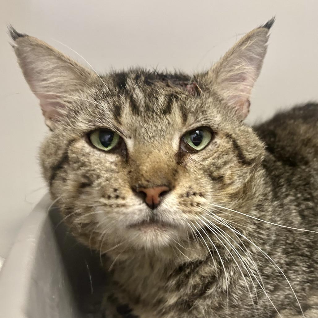 Chuck, a Adoptable Domestic Short Hair in St Joseph, MO image 2/2