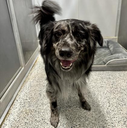 Enlarge Aspen, a Adoptable Australian Shepherd in Converse, TX image 2/2